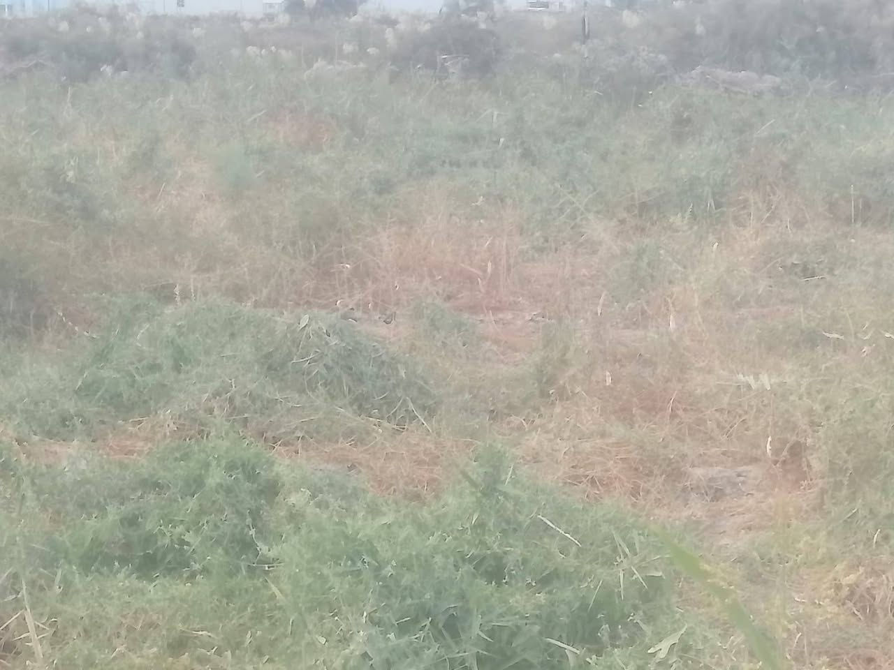 سلام عليكم ورحمة أرض زراعيه مقاطعة 53 بيه مرتسم مساحه 13 دونم سعر دونم 7 مليون وبيه مجال بيه بتلو جاهز لل بنا بيه قطع عدد 2 أرض جاهز حاليا مزرعة منطقت الخنزيري قرب صطرت الخنزيري كهرباء 4 خطوط عل سده بصفه شط مدرسه قربيه عل شارع العام مال المشايه استفسار أكثر اتصال عل رقم *********** أرض شرط لا بيه رطوبه ولا صبخ ☑️
