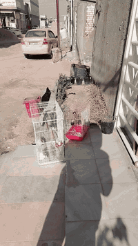 لبيع بلبل فحل طير راكد فحل خشن طير حلو وجااهز لتغريد والله شرط دك تغريد
والسعر ٣٠ 

اله مسيقى بيه نغمات جميله متميزه عدت أصوات طلعت عندي بالامزون  سعره معروف ع التيك توك ١٨٠ الف حجم كبير بس اني ما استغل الواحد بيش تفيدك اكتب بالتعليق واكلك تستاهله
*********** نجف حي النداء
