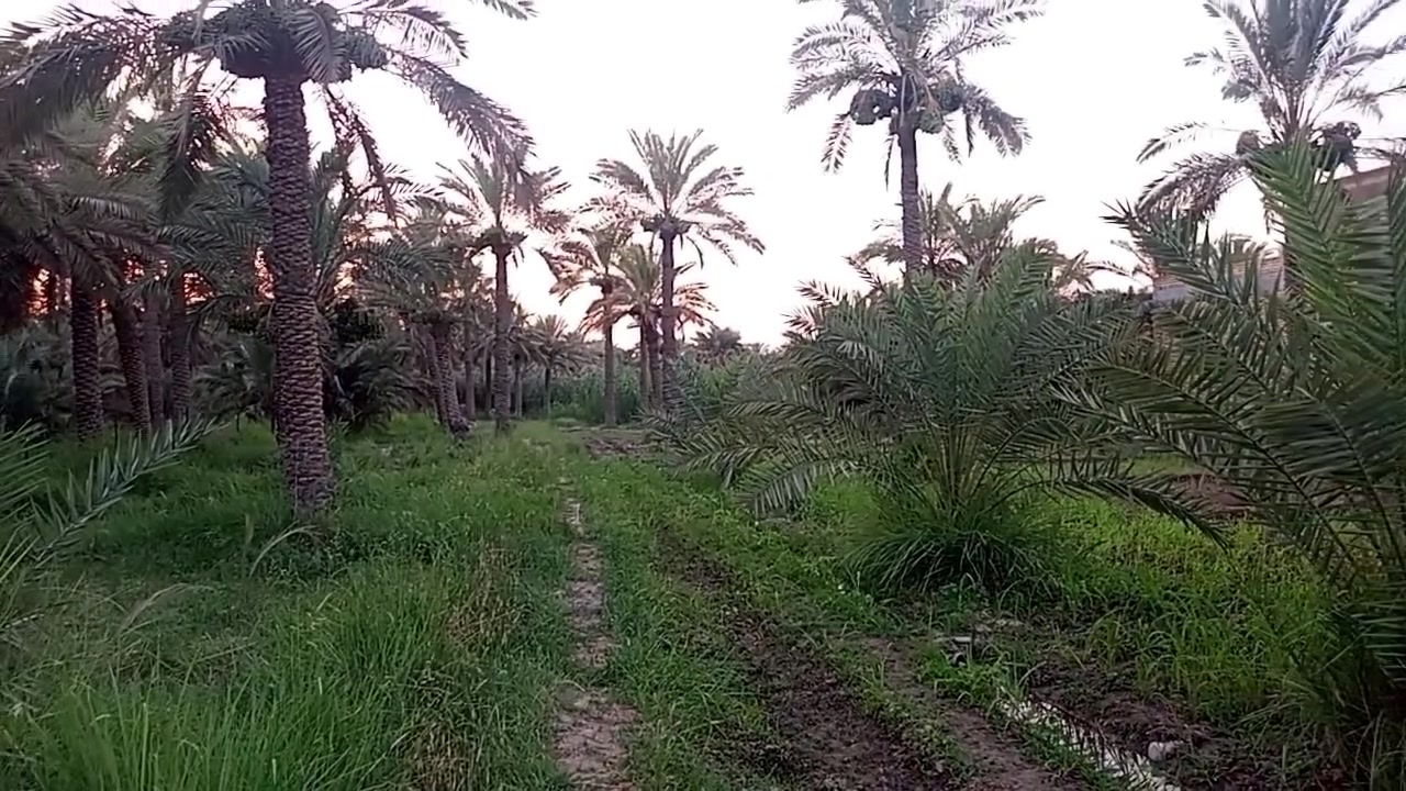 بستان للبيع 
 في منطقة ال بعظم 
يبعد عن الشارع الرئيسيي 50 متر
 على اليمين 
 بين الجسرين على طريق ياحسين 
 البستان يحتوي  على 40 نخله 
مع نشوات عدد 8 ومزروع نخل صغار 
مع حمضيات   مخدوم ومزروع بستام مرتب وحلو وكتعوب عليه   مسيج بلوك وبي ارسي يقع على جتف النهر المصفر 
 مع دارين كل دار مساحته 160 متر
 اضافة براني 40 متر مع صحيات 
مع حقل 160 متر 
الطول 140 متر 
العرض. 31متر من جهة الشرق 
19 متر من جهة الشمال 
البستان  عقد زراعي قرار 117 
 السعر 225 مليون  
الشراي يتواصل  وياي وبخدمته
 ***********
***********
سيد عامر النوري
