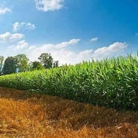 ٢٠٠م • طابو زراعي سند ٢٥ • نبهانية البراهيمية