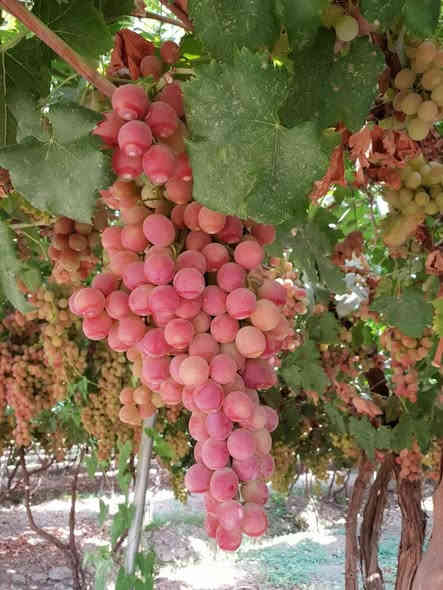 حلوه وممتعه في كل الاوقات☘️🌴🌳سعر الحجز ١٠٠❤️
***********
