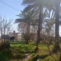 دونم للبيع طابو زراعي سند 25 تحويل مباشر بسم المشتري  العنوان بغداد ال...