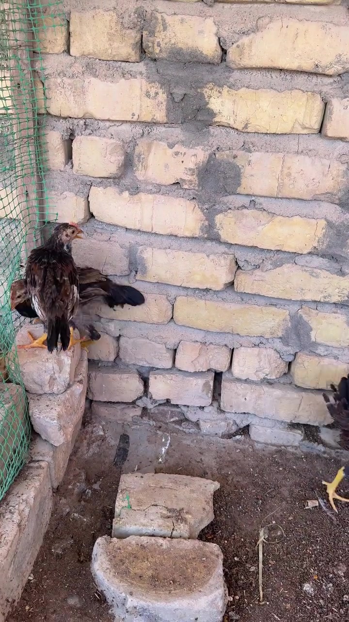 ديوجه شمسي خط اول العدد 3مكان الناصريه مركز


**إذا كنت صاحب هذا الإعلان وتريد حذفه لأي سبب، رجاءا أرسل رسالة إلى الدعم الفني**