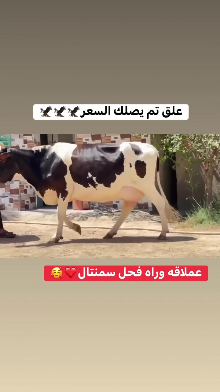 #علق تم يصلك السعر 
وراه فحل سمنتال
***********
