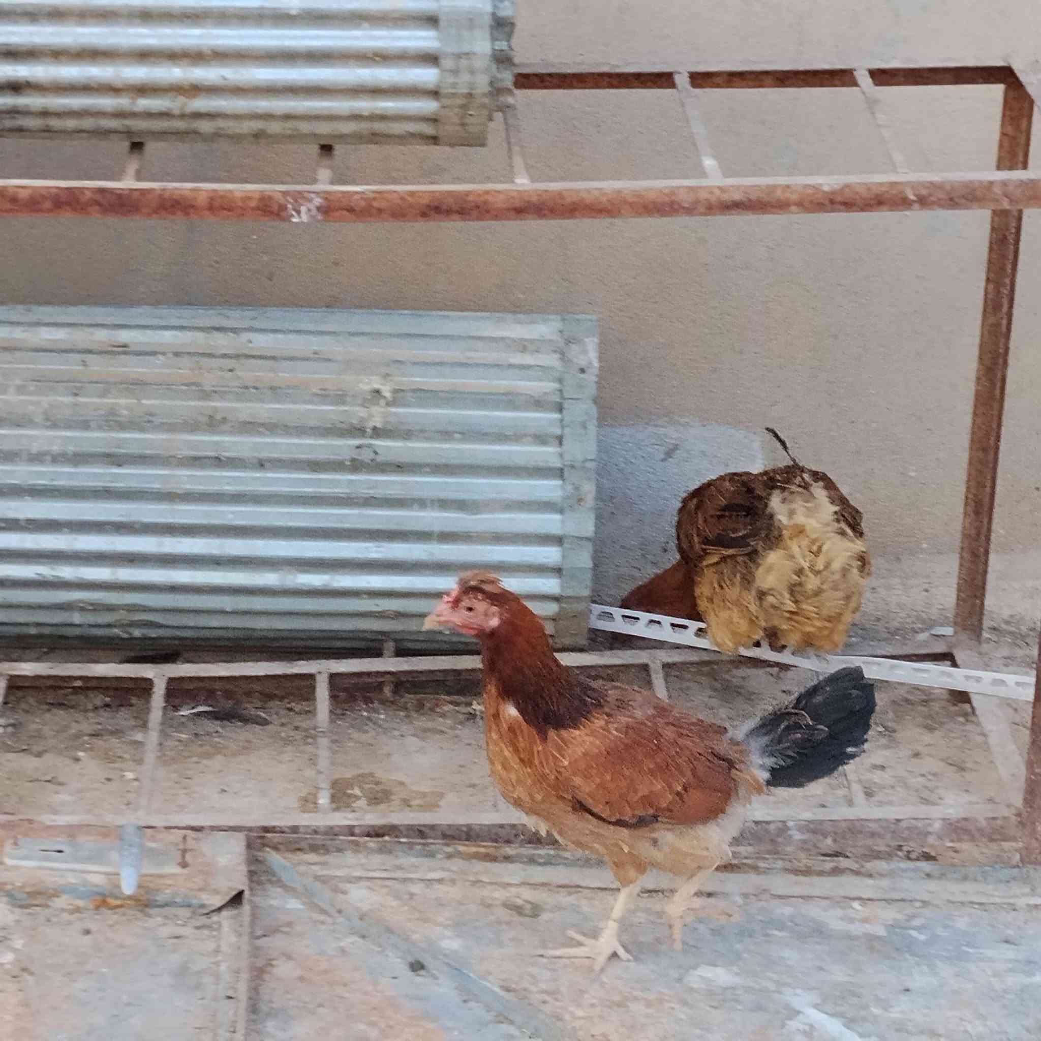 بار وباروكن بو فروشتن شوينم لة كةلارة


**إذا كنت صاحب هذا الإعلان وتريد حذفه لأي سبب، رجاءا أرسل رسالة إلى الدعم الفني**