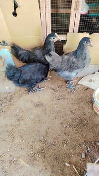 دجاجات زينة • زوج • شراي فقط