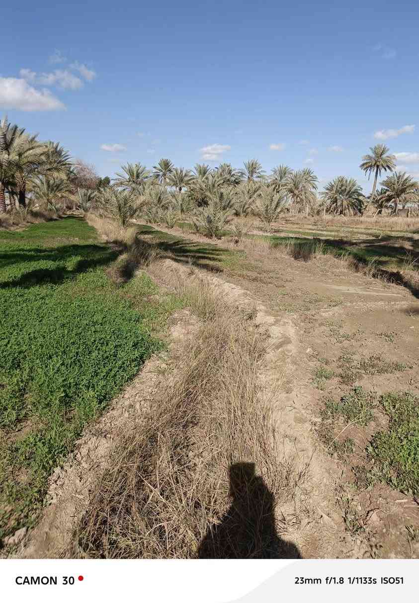 السلام عليكم من رخصه صاحب الكروب/بستان للبيع المساحة دونم وربع قريب على الشارع العام المكان المهناوية قريه خمسه
للاستفسار/***********
