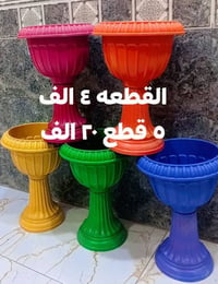 🚕توصيل كل محافظات العراق 🚕  🪴الزرع لعرض فقط 🪴  ☎️لحجز على خاص ☎️  📞077...