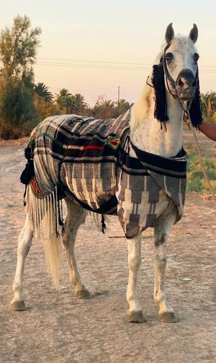 يالله سلام عليكم فرس عربيه راقيه بلخياله  عمرهه 4 عليهه 5شهرر مكفوله من كل عيب ب 800 شراي خابرني ونشالله مانقصر  واتساب  ***********..  *********** خاص مفتوح وشراي بعيوني
