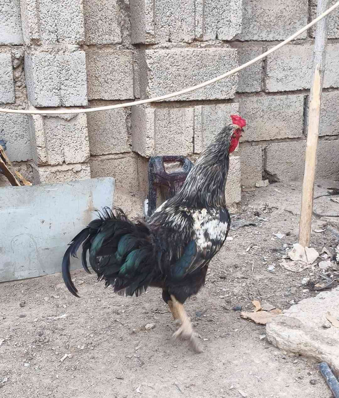 ديوك للبيع السعر مكتوب اسف الصوره مكان صاحبها الحي العسكري للاستفسار الاتصال بالرقم ‪***********
 ‏‪
