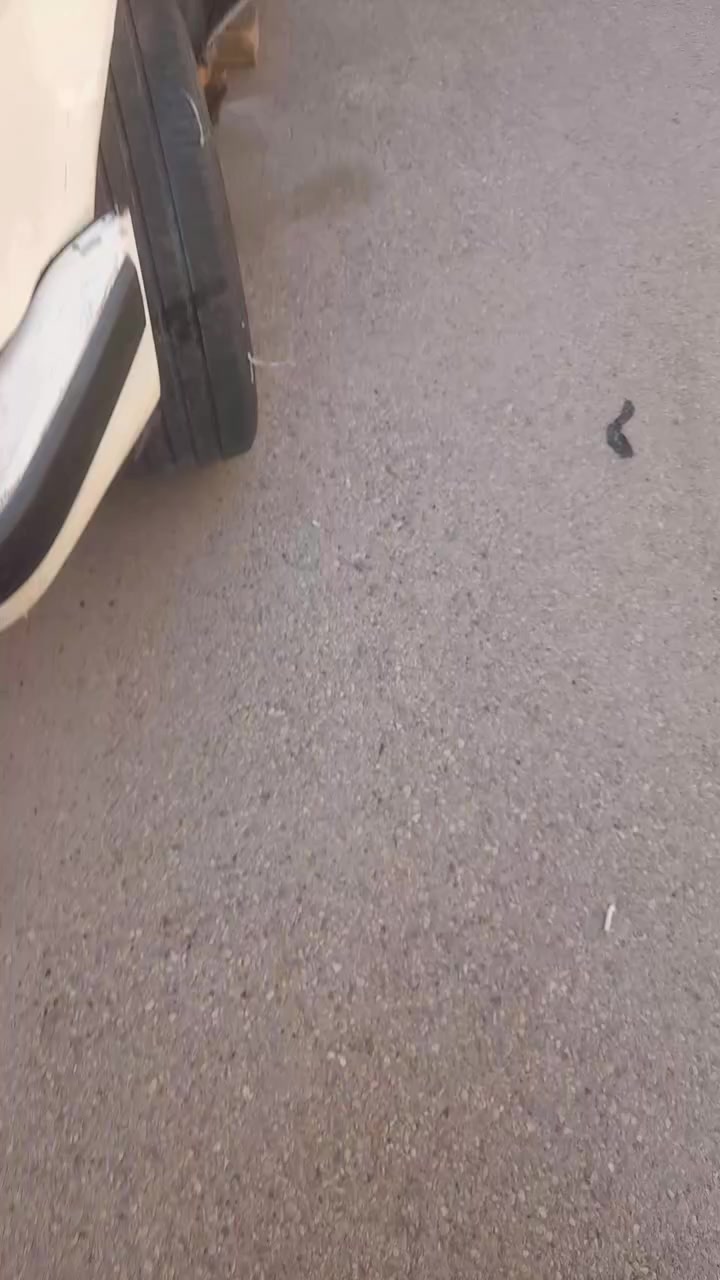 ألسلام عليكم تفصيخ والتفاصيل بالفيديو  مكاني كوت للتواصل ***********
