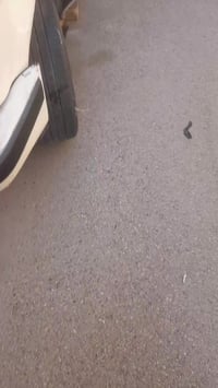 تفصيخ • فيديو • مكاني كوت