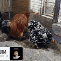 دجاج بياض • ديك • بروانة