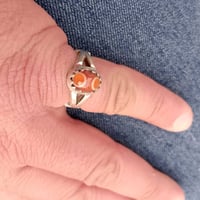 سليماني هندي • قديم • مقاس ١٨