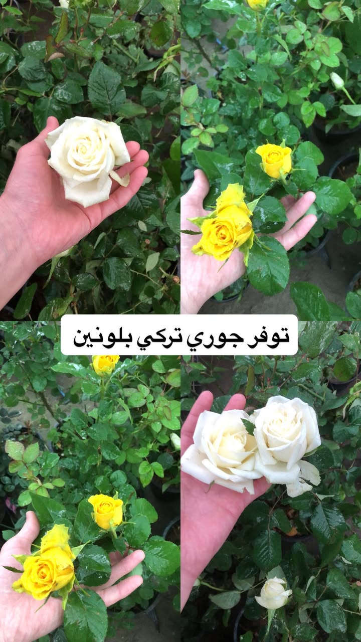 اللهم صلي وسلم على سيدنا محمد وعلى اله وصحبة وسلم تسليما.
توفر عدنا انواع مـٰن  الورود المختلفه و مبيدات والمنشطات والبتموس 🤍

العنوان : بغداد /سلمان باك / قرب جامع سعد /شارع الحدادين 🤍

سوينا لكم بيج على برنامج الإنستقرام لكي نجاوب على اسئلتكم المتنوعه 

اسم البيج : بيج مشتل ابو علي الفراجي 

يوزر البيج: l0.33.m

رابط البيج:https://www.instagram.com/l0.33.m?igsh=bGZmMGw4bTN2ODZw

مشتل ابو علي الفراجي يرحب بالجميع 🤍


**إذا كنت صاحب هذا الإعلان وتريد حذفه لأي سبب، رجاءا أرسل رسالة إلى الدعم الفني**