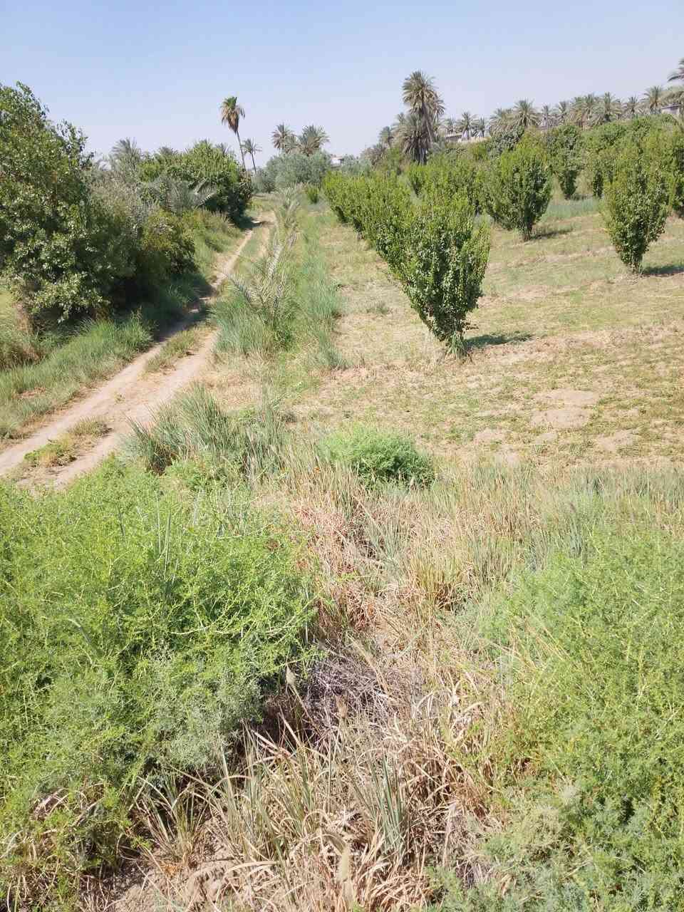كاع دونم ونص  للبيع ***********
