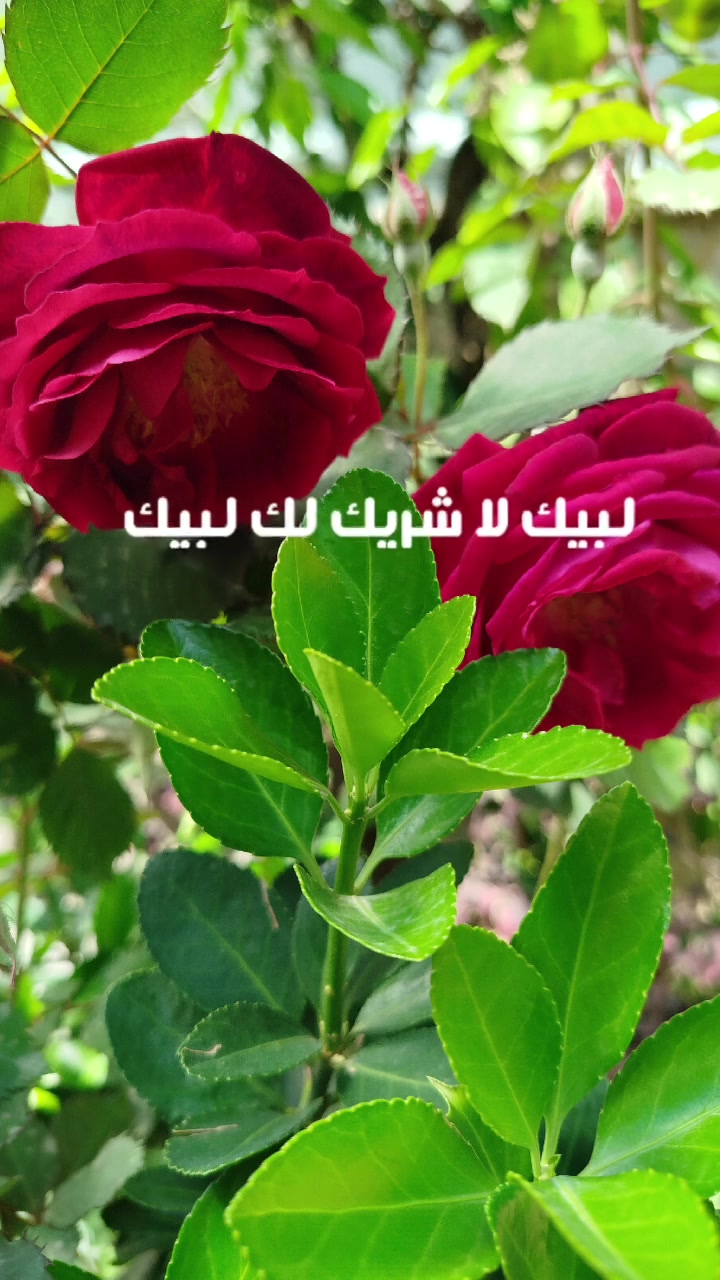 🌹 بسم الله الرحمن الرحيم 🌹 
⭐ اللهم صلي على محمد وعلى اله وصحبه وسلم ⭐
🌷 لبيك اللهم لبيك 🌷
#عطارية #اكسسوارات #كوزمتيك #الريحان


**إذا كنت صاحب هذا الإعلان وتريد حذفه لأي سبب، رجاءا أرسل رسالة إلى الدعم الفني**