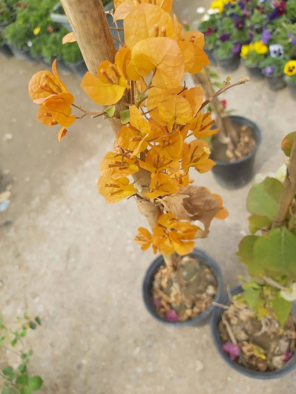 جهنمي متسلق الوان
 ارتفاع اكثر من متر 
وردي  ابيض برتقالي  ⚘🌺🏵

سعر /   7  ونص 

عنوان / تقطاع سبعه نيسان 

الاستفسار خاص


**إذا كنت صاحب هذا الإعلان وتريد حذفه لأي سبب، رجاءا أرسل رسالة إلى الدعم الفني**