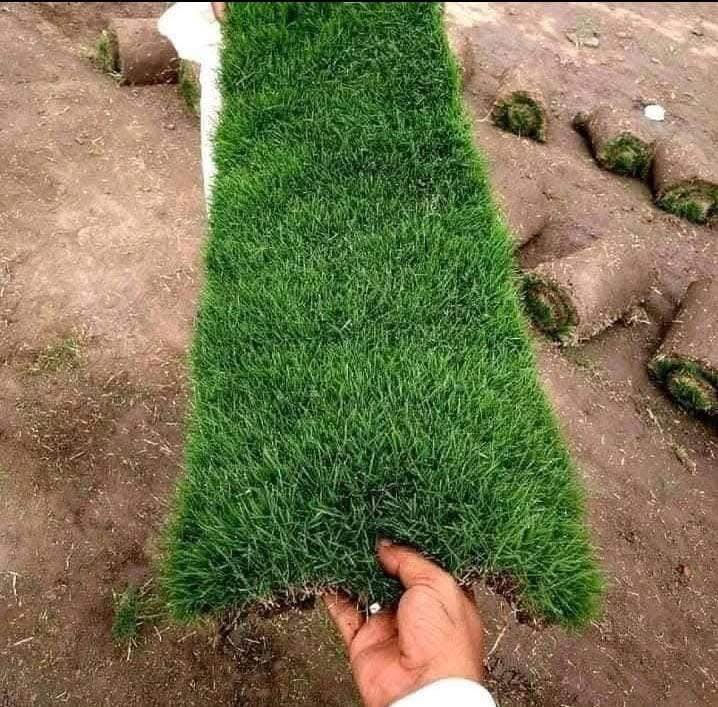 ثيل ديالى الطبيعي.  واصل لجميع المحافظات العراق.   رقم الهاتف ***********
