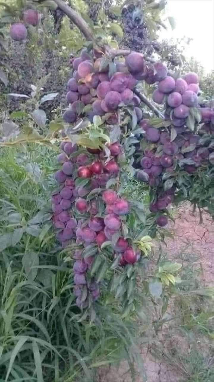 #مشتل_نور_الهدى  **يرحب بكم**
   🌲🌲🌲🌲🌲🌲🌲🌲
على بركة الله 
وصلت وجبه جديده 
 الالومطعم ومكفول
 عمر سنتين .
يتميز بألانتاج الوفير. 
ارتفاع مترين. 
اسماعيل. *********** 
احمد.     *********** 
العنوان محافظة الانبار- حديثة صعدة الحي العسكري 
مقابل سالم الأدوات الاحتياطية / ومجاور فلس ونص
