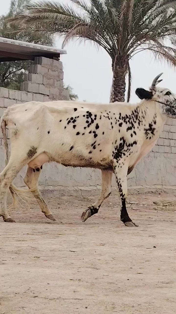 يا الله هوايش لبيع فريزيات بلاديات وراهن باجير فريزيات بلاديات وحدة ماخذه لفحل صار 6 تشهر مفحوصه سونار حلوه وخشنه وثانيه شهرين ونص صاحبات مواعين وشطر حرات يواحد يحلبهن مجنيات مالات جناي شرط لحليب ودسامه خير من الله هوايش مالات بيت مشروطات كافه شروط لجني لسعر2500 وثانيه 2850 لمكان بابل شوملي لسفسار ***********
