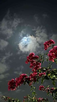 كورنيش الكوفة • 50م • طابو زراعي