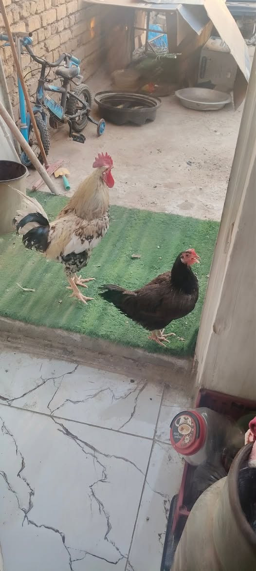 للبيع ديج ودجاجه بياضه
السعر ٣٠ الف قفل


**إذا كنت صاحب هذا الإعلان وتريد حذفه لأي سبب، رجاءا أرسل رسالة إلى الدعم الفني**