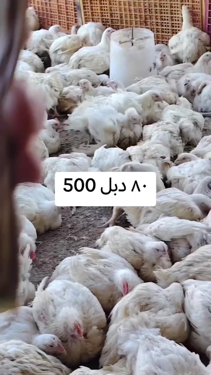 علاء نشأت عمران 
سعر الكيلو 2750
10دجاجات خشن ب60
10دجاجات خشن دبل65
25دجاجه دبل ب150
40دجاجه دبل خشن ب260
50دجاجه دبل ب300
80دجاجه خشنه دبل ب550الف
ذبح وتنظيف مجاني مجاني 
مستعدون لتجهيز كافه المناسبات والمطاعم باسعار مناسبة وتوجد عروض خاص للمناسبات *********** ***********
#بغداد #اليوسفية
#المحموديه_مدينتي
#لسناالوحيدون ولكننا الأفضل
