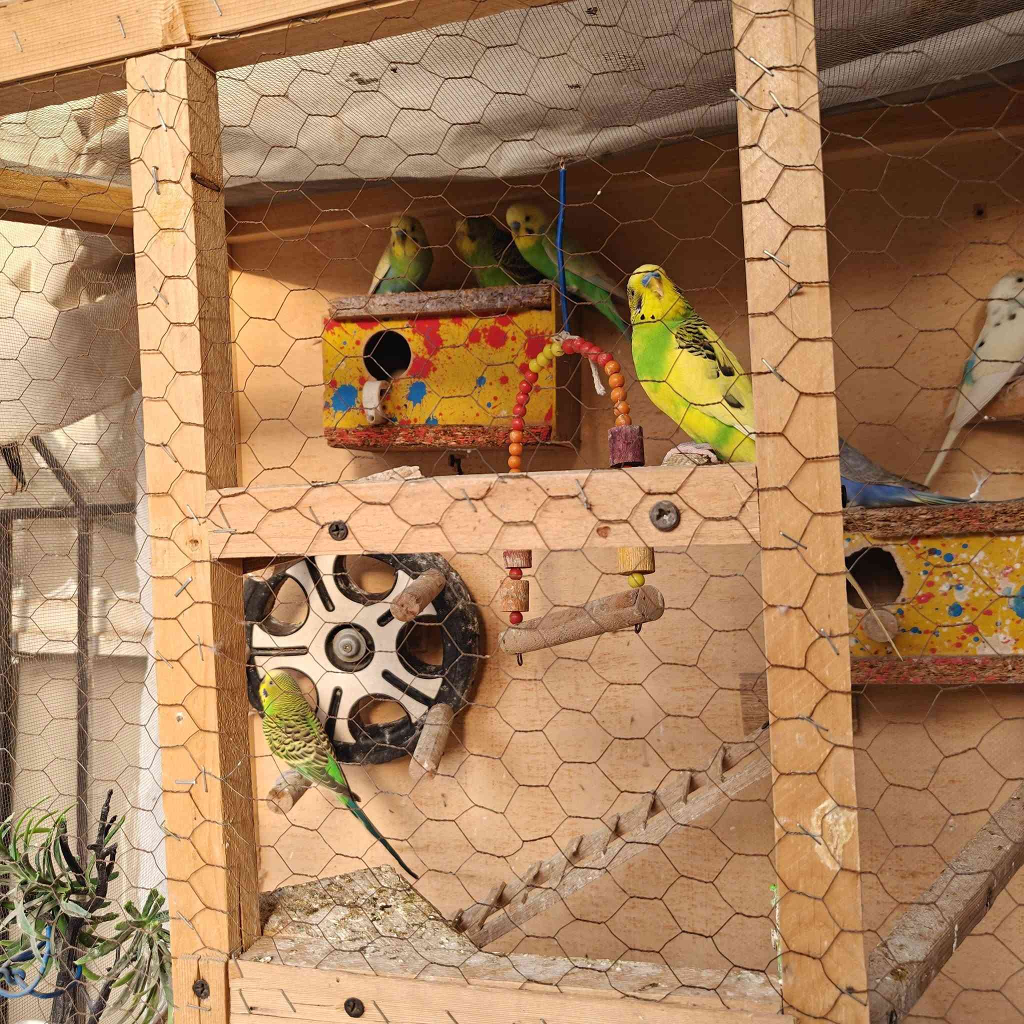 للبيع كلهم 8 والقفص 
70


**إذا كنت صاحب هذا الإعلان وتريد حذفه لأي سبب، رجاءا أرسل رسالة إلى الدعم الفني**