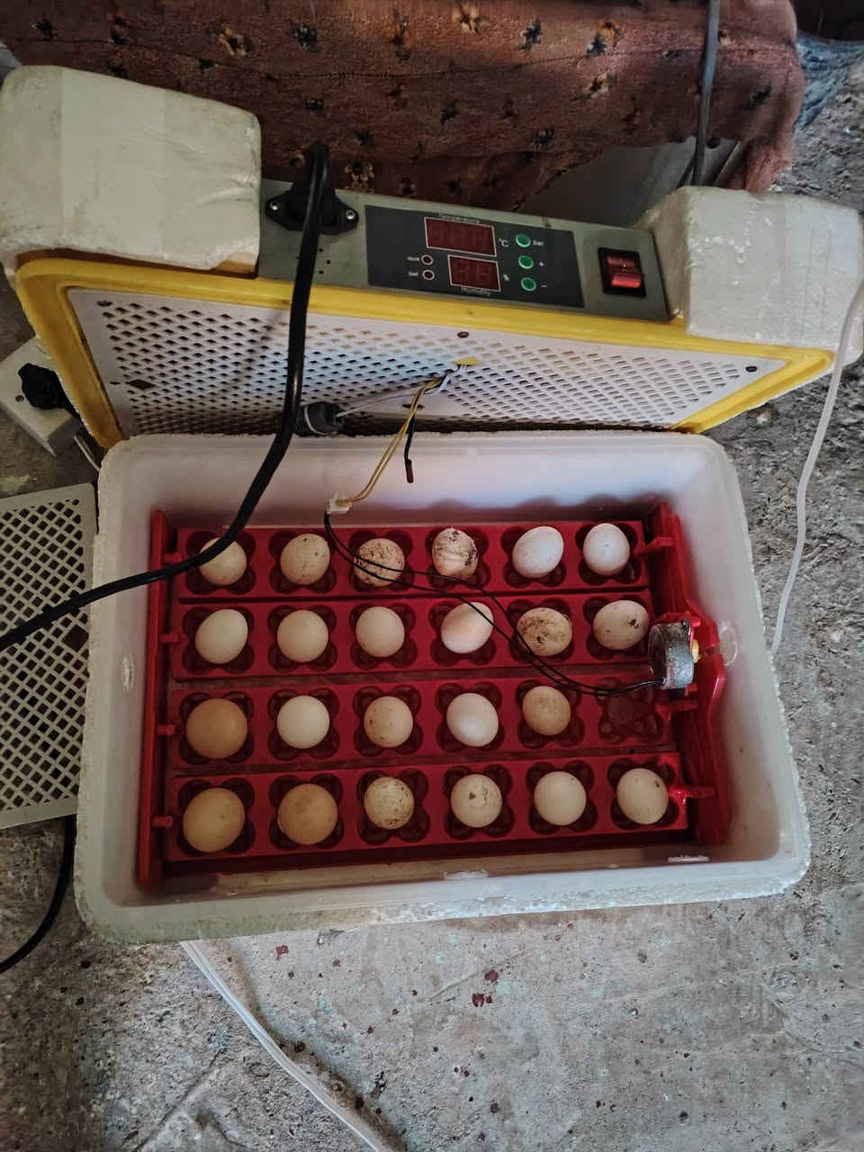 بسم الله ماشاء الله فقاسه البيع درجه وله تاخذ بيض دجاج 24بيضه
تاخذ بيض سمان 100 بيضه ***********
