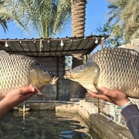 صباح الخير  حجز مفتوح اليوم الخميس.  باجر الجمعة معزلين حداد  سمك مسكو...