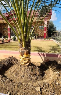 قرية الزرارية • تكريب نخيل • قلع فسائل