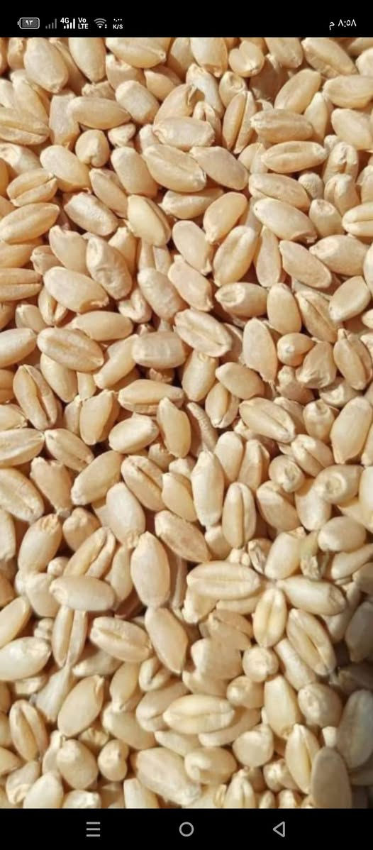 بذور نوع نزار بنت المغلف شرط نضافه
الكميه 3 طن مكاني ديالى كنعان للاستفسار ***********

