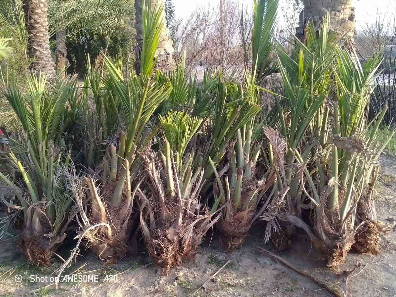 يوجد فسائل نخل بانواع جيدة ومتعهد بنوعية الفسائل
يود حلاوي+خستاوي+عمراني+زاهدي+بريم+شكرى+حمراوي
يوجد توصيل وإعداد متوفرة خير من الله 
اتواصل على هذا الرقم ***********
‏‪***********‬‏
