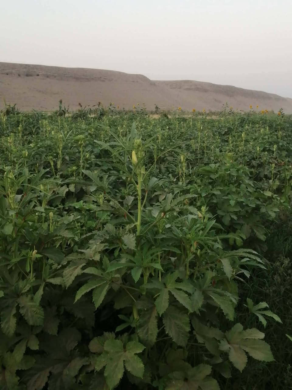 حب باميه بذور چف الطير شرط للبيع
الشراي يتصل *********** ونطي بي شرط حب رقم واحد
