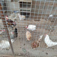 دجاج عرب بياض • ١١ دجاجه • ملقح