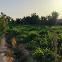 دونمين ونص • ٤٥ نخلة • النجف