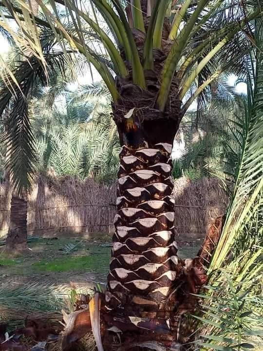 السلام عليكم لكص النخل وتكريب وتنظيف النخل والشلاع النخل بأسعار مناسبه للاستفسار الاتصال برقم ***********  واتساب مفتوح والخاص مفتوح
