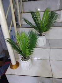 سنادين نباتات • نباتات صغيرة • خانقين طول فروش