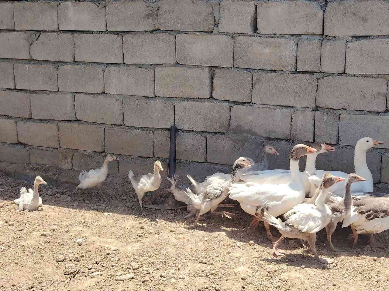 متاح 4نثايات عتاكي +10صواصي 
شراي يدلل


**إذا كنت صاحب هذا الإعلان وتريد حذفه لأي سبب، رجاءا أرسل رسالة إلى الدعم الفني**