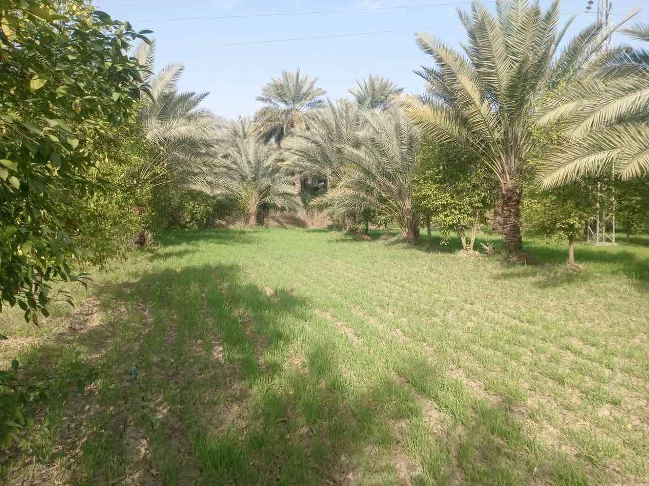 السلام عليكم 5 دونم بستان طابو كافه الخدمات ماء ساله ماء سقي كهرباء شارع مكان حلو ومرتب الصويره شارع المطار منطقه جبيل ارض جيده كما واضح با الصوره السعر خاص  *********** وتساب مدينه الصويره
