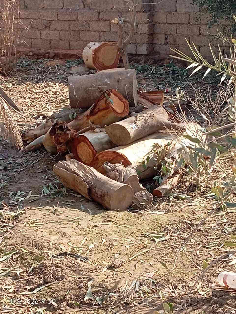 عندي خشب أشجار كالبتوس مكصوص ابيع تقريبا حمل كيا او اقل 
المكان قرية تل واعي


**إذا كنت صاحب هذا الإعلان وتريد حذفه لأي سبب، رجاءا أرسل رسالة إلى الدعم الفني**