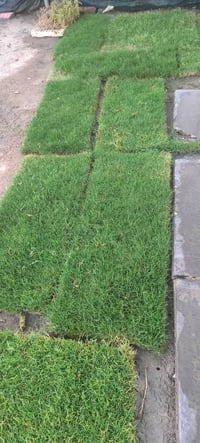 ثيل هندي • تخفيضات • يومين