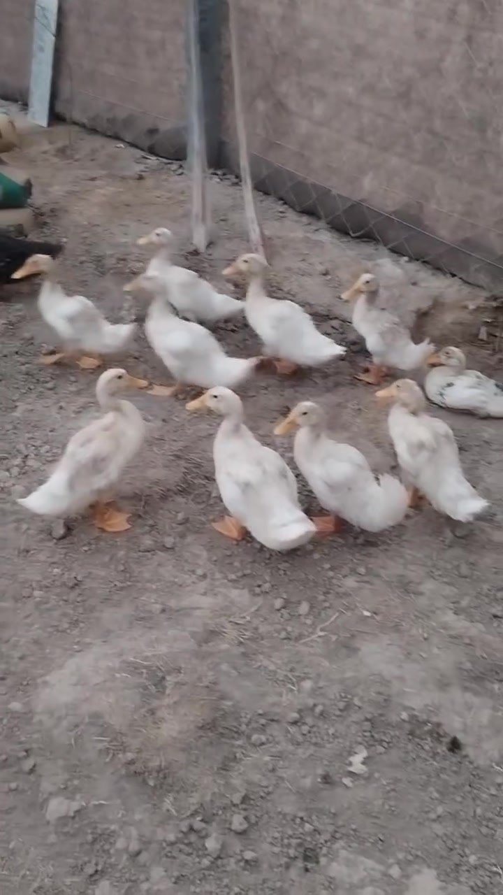 بشات للبيع العدد ١٢ بشها


**إذا كنت صاحب هذا الإعلان وتريد حذفه لأي سبب، رجاءا أرسل رسالة إلى الدعم الفني**