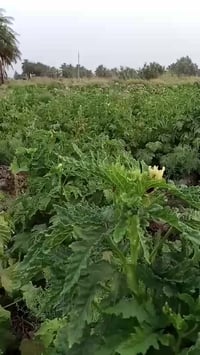 متوفر لدينا بذور بانيه صنف الهلوبه الاستفسار خاص او أتصال ٠٧٨٢٩٨٧٩٤٨١