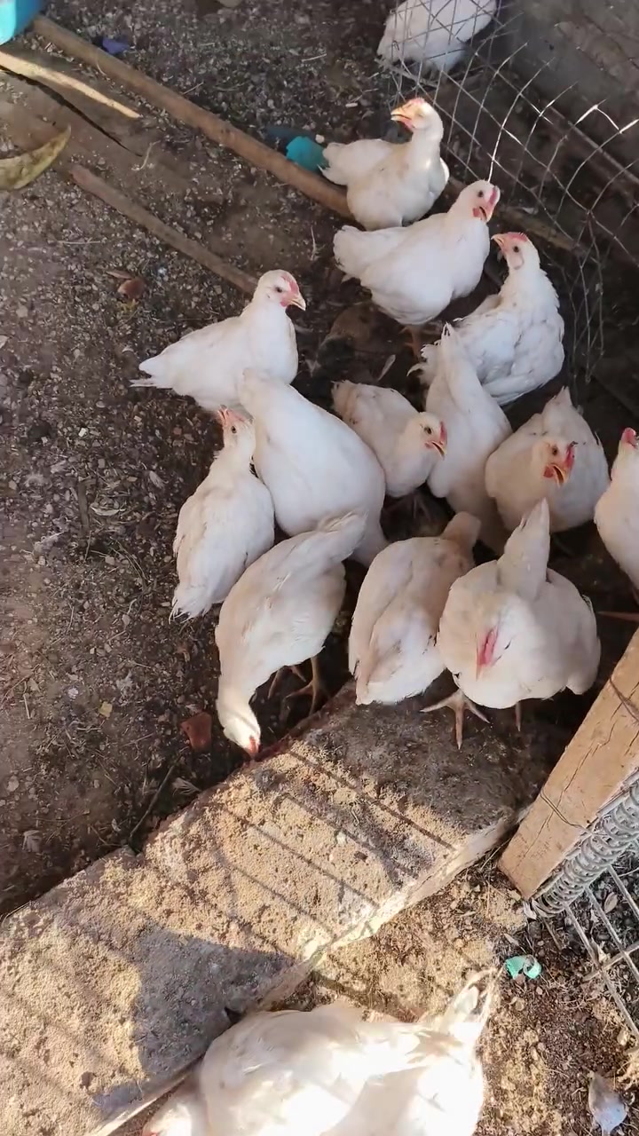 ديوكه عدد ٢٦ للبيع شلع ب٤٠ ألف
+964 777 989 8788


**إذا كنت صاحب هذا الإعلان وتريد حذفه لأي سبب، رجاءا أرسل رسالة إلى الدعم الفني**