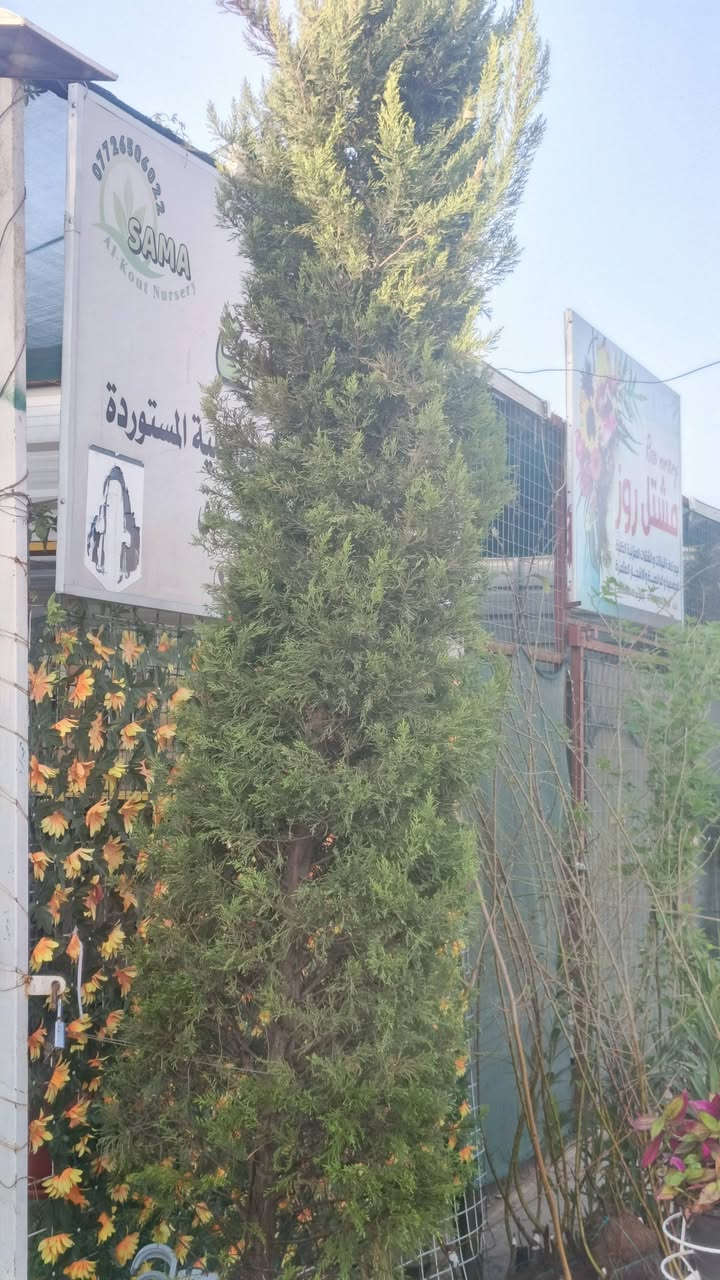 صباح الخير
انواع نباتات متوفر حالين مشتل سماء الكوت 
السعار تنفسيه 
 (◉‿◉) (◉‿◉) (◉‿◉) (. ❛ ᴗ ❛.) (. ❛ ᴗ ❛
العنوان مشتل كوت فلكت الحاوي قرب مجمع دمشق الطبي مقابل مدرسه التعليم الاساسي مشتل سماء الكوت الحجز محسن كاظم


**إذا كنت صاحب هذا الإعلان وتريد حذفه لأي سبب، رجاءا أرسل رسالة إلى الدعم الفني**