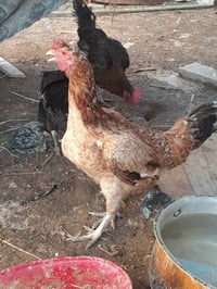 ٥ دجاجات • عرب • ٣ بياضات