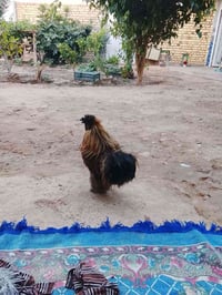 دجاجات عرب • بياضات • ٣