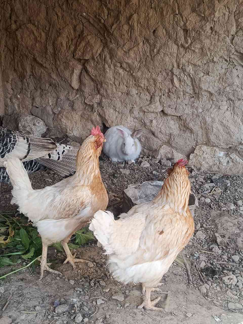 للبيع زوج اناثي فسيفس بياض هيه وبيضه ب٦٠ودجاج يهودي زوج ب٣٠
مكاني حديثه. بروانه 
نقد بدون دين


**إذا كنت صاحب هذا الإعلان وتريد حذفه لأي سبب، رجاءا أرسل رسالة إلى الدعم الفني**